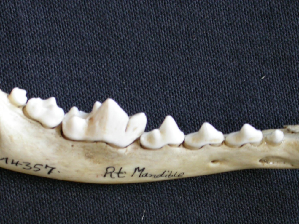 Dentition inférieure (6699 visites) Canis mesomelas - Mâle - Adulte - Élément droitCollection : Département d'Ostéologie du Musée ... Dentition inférieure