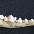 Dentition inférieure (6762 visites) Canis mesomelas - Mâle - Adulte - Élément droitCollection : Département d'Ostéologie du Musée ... Dentition inférieure