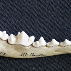 Dentición inferior (6702 visitas) Canis mesomelas - Macho - Adulto - Elemento derechoColección : Departamento d'Osteología del Muse... Dentición inferior