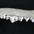 Dentition inférieure (6664 visites) Canis mesomelas - Mâle - Adulte - Élément droitCollection : Département d'Ostéologie du Musée ... Dentition inférieure