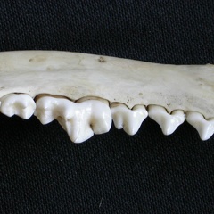 Dentición inferior (6599 visitas) Canis mesomelas - Macho - Adulto - Elemento derechoColección : Departamento d'Osteología del Muse... Dentición inferior