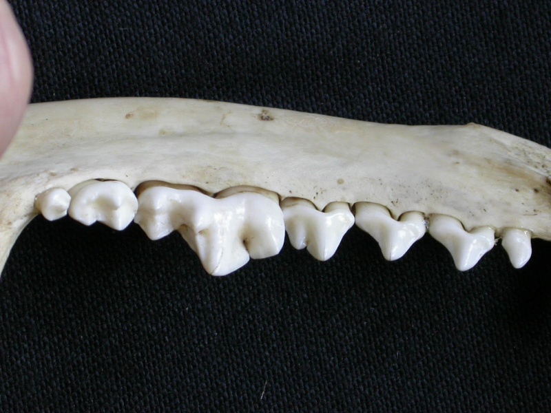 Dentición inferior (6599 visitas) Canis mesomelas - Macho - Adulto - Elemento derechoColección : Departamento d'Osteología del Muse... Dentición inferior
