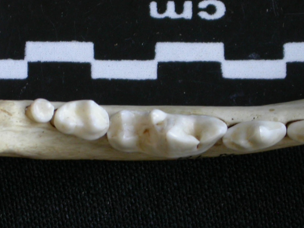 Dentition inférieure (6583 visites) Canis mesomelas - Mâle - Adulte - Élément droitCollection : Département d'Ostéologie du Musée ... Dentition inférieure