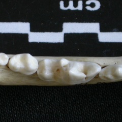 Dentición inferior (6585 visitas) Canis mesomelas - Macho - Adulto - Elemento derechoColección : Departamento d'Osteología del Muse... Dentición inferior