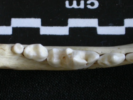 Dentition inférieure (6573 visites) Canis mesomelas - Mâle - Adulte - Élément droitCollection : Département d'Ostéologie du Musée ... Dentition inférieure