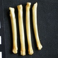 Métatarsiens (8532 visites) Canis mesomelas - Mâle - Adulte - Éléments droitsCollection : Département d'Ostéologie du Musé... Métatarsiens