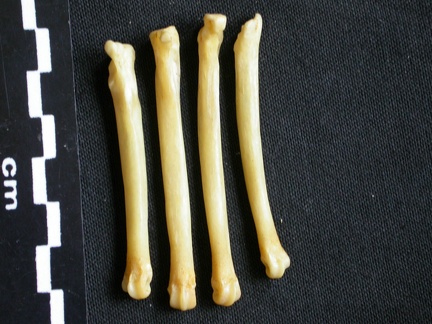 Métatarsiens (8451 visites) Canis mesomelas - Mâle - Adulte - Éléments droitsCollection : Département d'Ostéologie du Musé... Métatarsiens