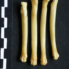 Metatarsianos (8089 visitas) Canis mesomelas - Macho - Adulto - Elementos derechosColección : Departamento d'Osteología del Mu... Metatarsianos