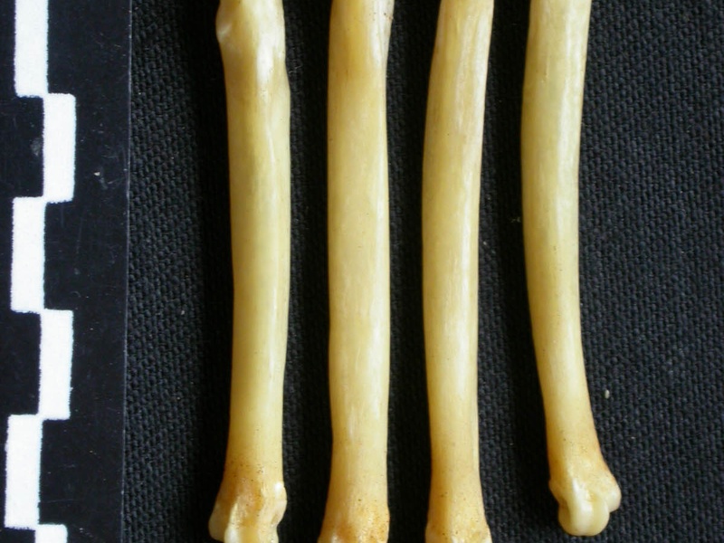 Metatarsianos (8059 visitas) Canis mesomelas - Macho - Adulto - Elementos derechosColección : Departamento d'Osteología del Mu... Metatarsianos