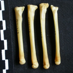 Metatarsianos (8060 visitas) Canis mesomelas - Macho - Adulto - Elementos derechosColección : Departamento d'Osteología del Mu... Metatarsianos