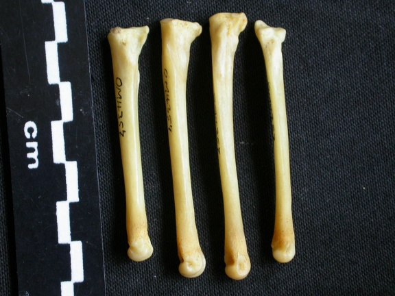 Métatarsiens (8057 visites) Canis mesomelas - Mâle - Adulte - Éléments droitsCollection : Département d'Ostéologie du Musé... Métatarsiens