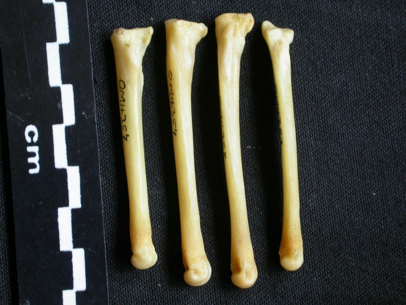 Metatarsianos (8033 visitas) Canis mesomelas - Macho - Adulto - Elementos derechosColección : Departamento d'Osteología del Mu... Metatarsianos