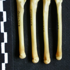 Metatarsianos (8585 visitas) Canis mesomelas - Macho - Adulto - Elementos derechosColección : Departamento d'Osteología del Mu... Metatarsianos