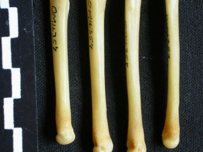 Metatarsianos (8563 visitas) Canis mesomelas - Macho - Adulto - Elementos derechosColección : Departamento d'Osteología del Mu... Metatarsianos