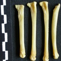Métatarsiens (8486 visites) Canis mesomelas - Mâle - Adulte - Éléments droitsCollection : Département d'Ostéologie du Musé... Métatarsiens