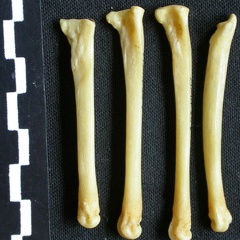 Metatarsianos (8154 visitas) Canis mesomelas - Macho - Adulto - Elementos derechosColección : Departamento d'Osteología del Mu... Metatarsianos