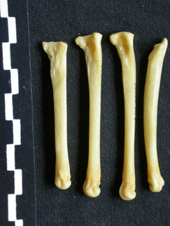Métatarsiens