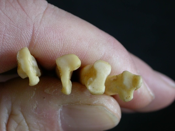 Metatarsals: proximale part (7570 visits) Canis mesomelas - Male - Adult - Right elementsCollection: Department d'Osteology of National Museu... Metatarsals: proximale part
