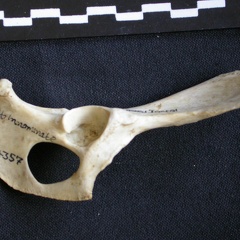 Coxal (10932 visites) Canis mesomelas - Mâle - Adulte - Élément droitCollection : Département d'Ostéologie du Musée ... Coxal