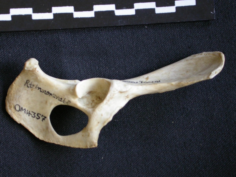 Coxal (10946 visites) Canis mesomelas - Mâle - Adulte - Élément droitCollection : Département d'Ostéologie du Musée ... Coxal