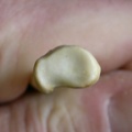 Radius: proximale part (5989 visits) Canis mesomelas - Male - Adult - Right elementCollection: Department d'Osteology of National Museum... Radius: proximale part
