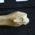 Radio : parte distal (6561 visitas) Canis mesomelas - Macho - Adulto - Elemento derechoColección : Departamento d'Osteología del Muse... Radio : parte distal