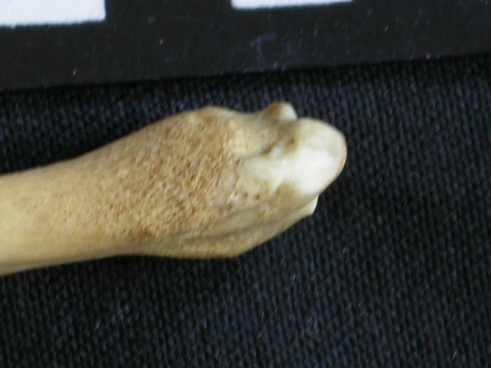 Radius: distal part (6547 visits) Canis mesomelas - Male - Adult - Right elementCollection: Department d'Osteology of National Museum... Radius: distal part