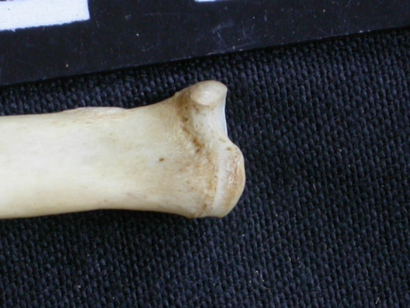 Radio : parte proximal (6312 visitas) Canis mesomelas - Macho - Adulto - Elemento derechoColección : Departamento d'Osteología del Muse... Radio : parte proximal