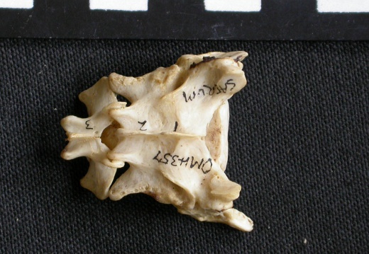 Sacrum (6704 visits) Canis mesomelas - Male - AdultCollection: Department d'Osteology of National Museum of Kenya, Nairo... Sacrum