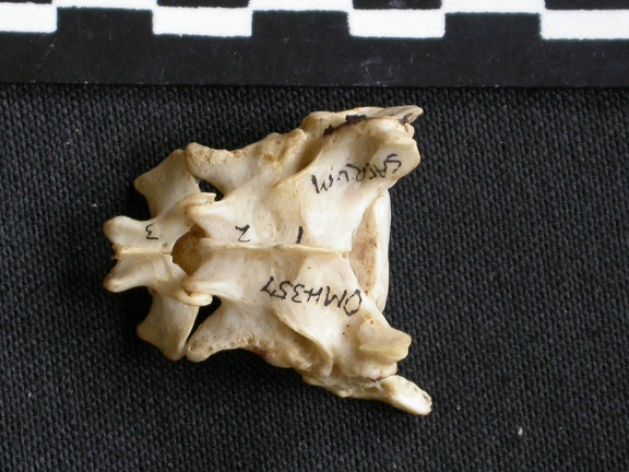 Sacrum (6966 visites) Canis mesomelas - Mâle - AdulteCollection : Département d'Ostéologie du Musée National du Kenya,... Sacrum