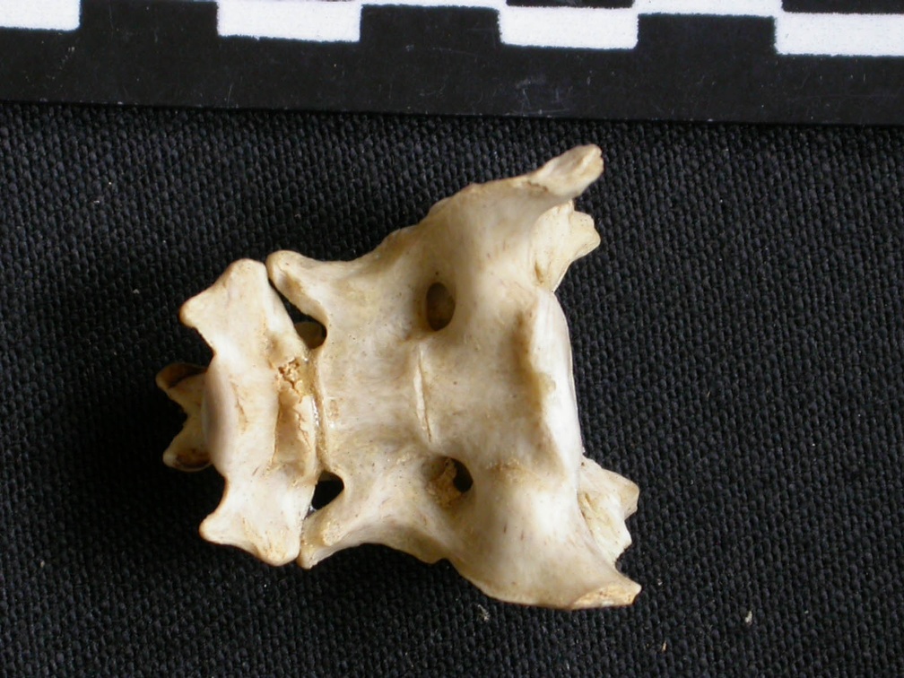 Sacrum (7360 visites) Canis mesomelas - Mâle - AdulteCollection : Département d'Ostéologie du Musée National du Kenya,... Sacrum