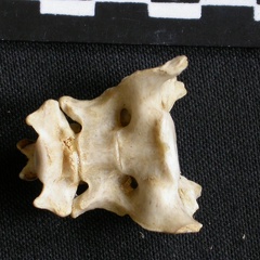 Sacrum (7360 visites) Canis mesomelas - Mâle - AdulteCollection : Département d'Ostéologie du Musée National du Kenya,... Sacrum