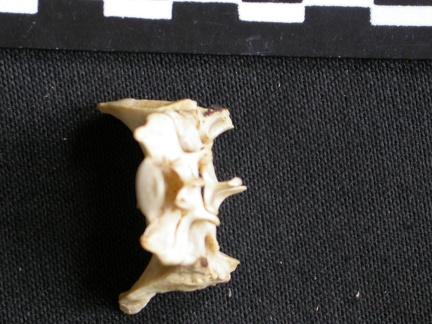 Sacrum (8412 visites) Canis mesomelas - Mâle - AdulteCollection : Département d'Ostéologie du Musée National du Kenya,... Sacrum