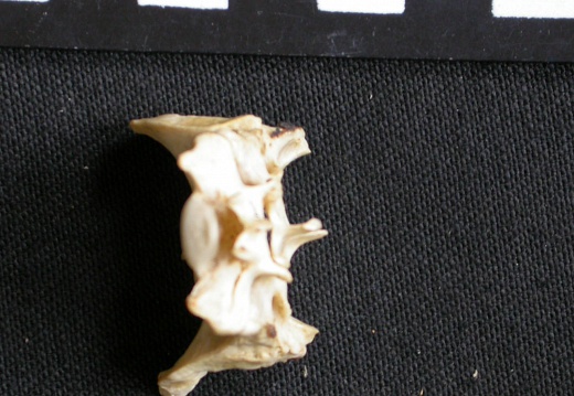 Sacrum (8185 visits) Canis mesomelas - Male - AdultCollection: Department d'Osteology of National Museum of Kenya, Nairo... Sacrum