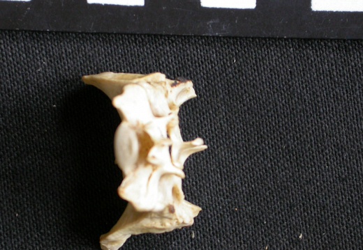 Sacrum