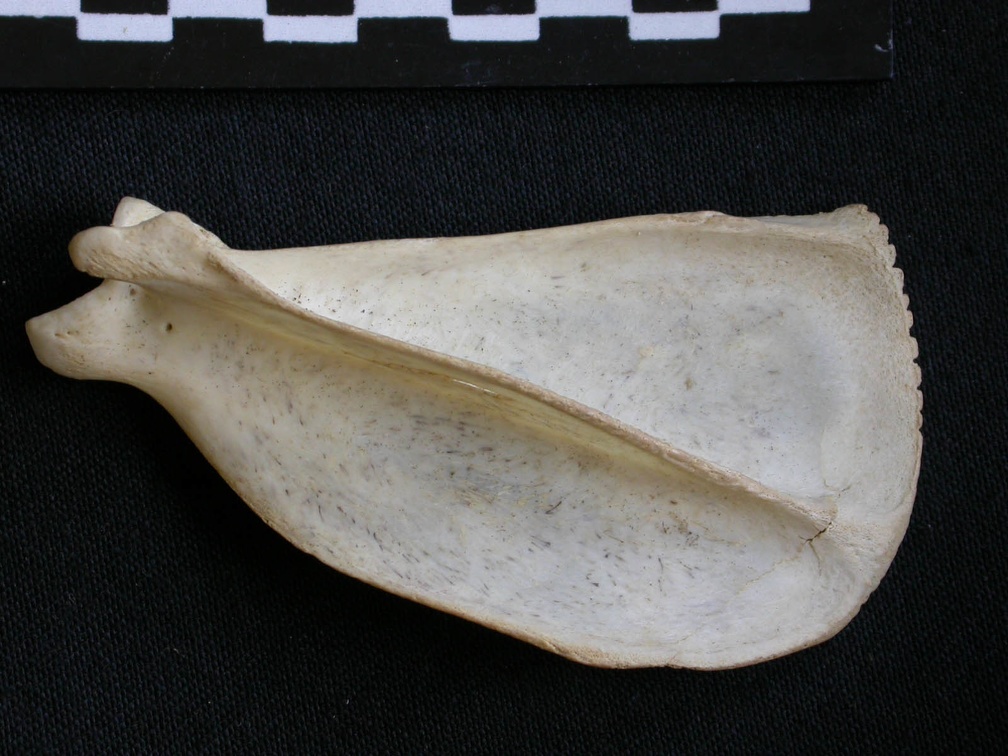 Scapula : vue latérale (8907 visites) Canis mesomelas - Mâle - Adulte - Élément droitCollection : Département d'Ostéologie du Musée ... Scapula : vue latérale