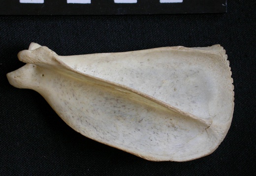 Scapula : vue latérale (8883 visites) Canis mesomelas - Mâle - Adulte - Élément droitCollection : Département d'Ostéologie du Musée ... Scapula : vue latérale