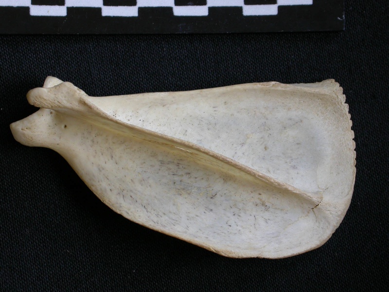 Scapula : vue latérale (8981 visites) Canis mesomelas - Mâle - Adulte - Élément droitCollection : Département d'Ostéologie du Musée ... Scapula : vue latérale