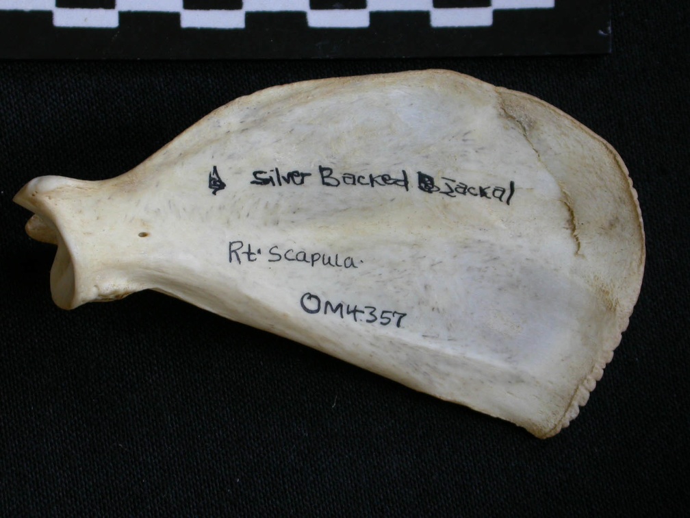 Scapula : vue médiale (9650 visites) Canis mesomelas - Mâle - Adulte - Élément droitCollection : Département d'Ostéologie du Musée ... Scapula : vue médiale
