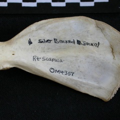 Scapula : vue médiale (9649 visites) Canis mesomelas - Mâle - Adulte - Élément droitCollection : Département d'Ostéologie du Musée ... Scapula : vue médiale