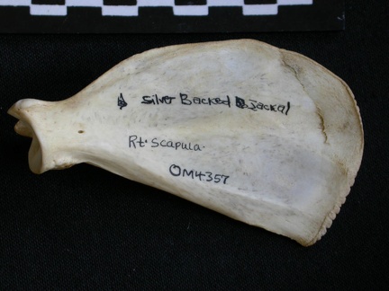 Scapula : vue médiale (9643 visites) Canis mesomelas - Mâle - Adulte - Élément droitCollection : Département d'Ostéologie du Musée ... Scapula : vue médiale