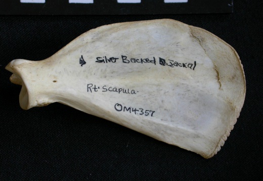 Scapula : vue médiale