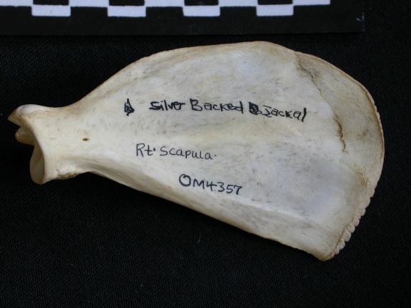 Scapula : vue médiale (9661 visites) Canis mesomelas - Mâle - Adulte - Élément droitCollection : Département d'Ostéologie du Musée ... Scapula : vue médiale