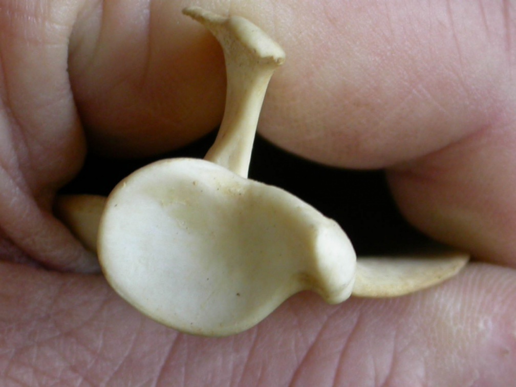 Scapula: ventral view