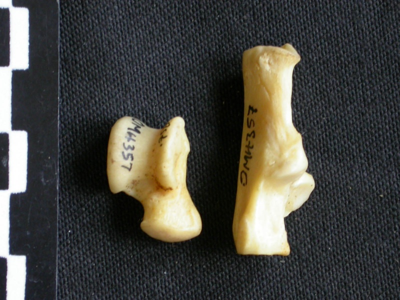 Talus et calcanéus (13408 visites) Canis mesomelas - Mâle - Adulte - Éléments droitsCollection : Département d'Ostéologie du Musé... Talus et calcanéus