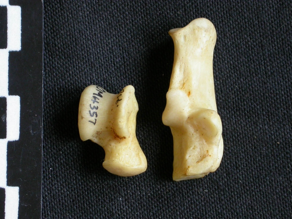 Talus et calcanéus (12972 visites) Canis mesomelas - Mâle - Adulte - Éléments droitsCollection : Département d'Ostéologie du Musé... Talus et calcanéus