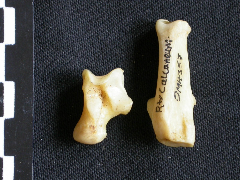 Talus et calcanéus (12046 visites) Canis mesomelas - Mâle - Adulte - Éléments droitsCollection : Département d'Ostéologie du Musé... Talus et calcanéus
