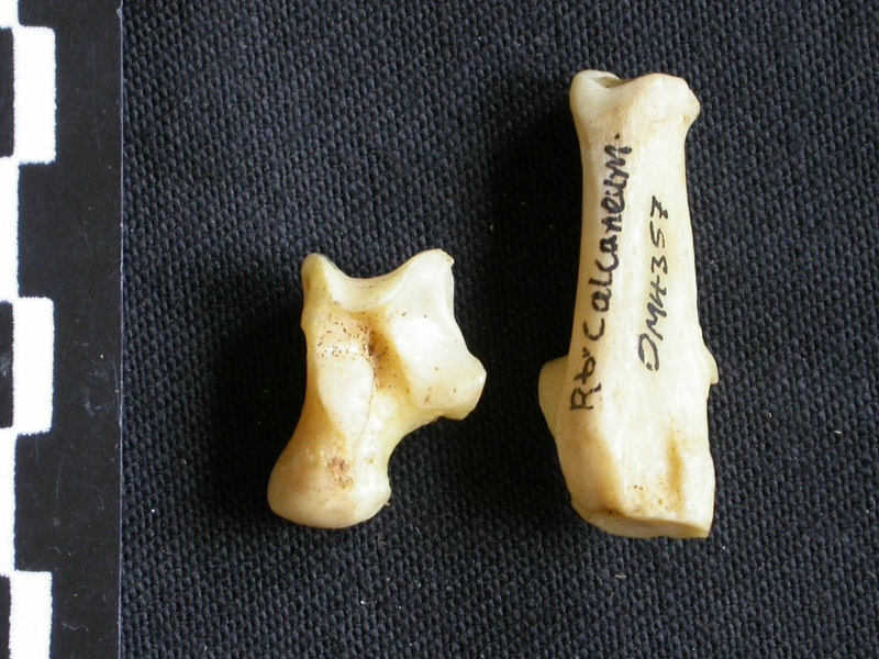 Talus et calcanéus (12033 visites) Canis mesomelas - Mâle - Adulte - Éléments droitsCollection : Département d'Ostéologie du Musé... Talus et calcanéus