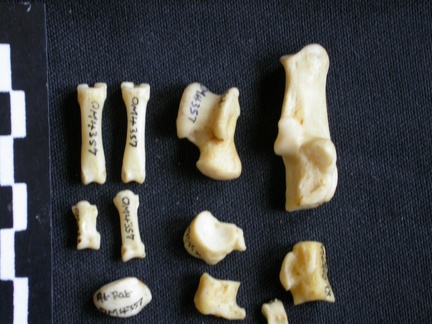 Tarse et phalanges (62008 visites) Canis mesomelas - Mâle - Adulte - Éléments droitsCollection : Département d'Ostéologie du Musé... Tarse et phalanges