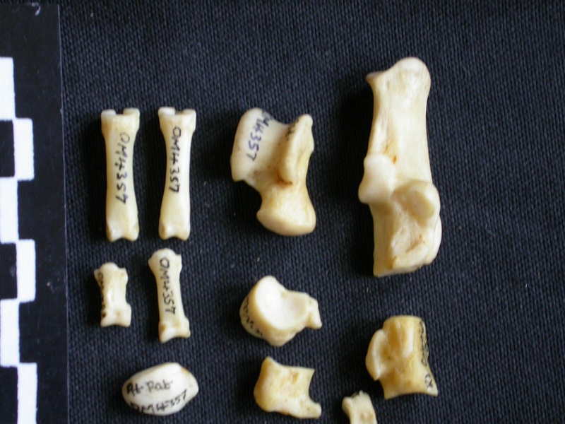Tarse et phalanges (62013 visites) Canis mesomelas - Mâle - Adulte - Éléments droitsCollection : Département d'Ostéologie du Musé... Tarse et phalanges